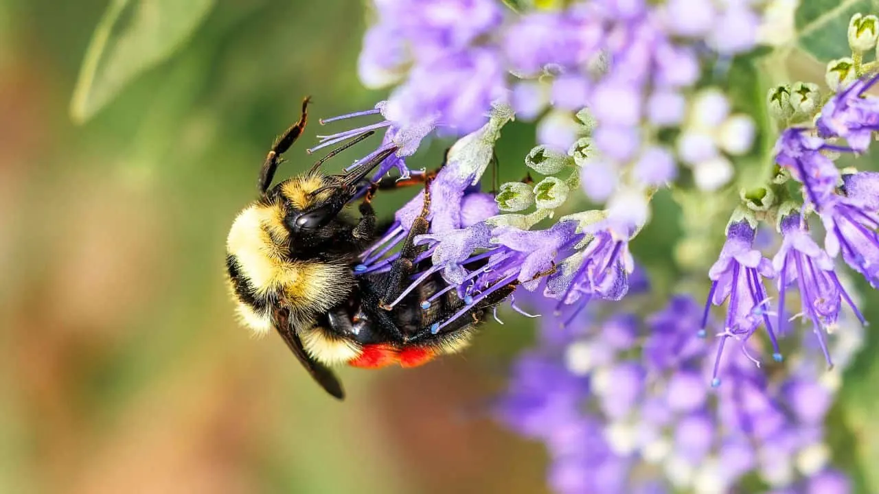 10 Shrubs You Can Prune Safely in February 8