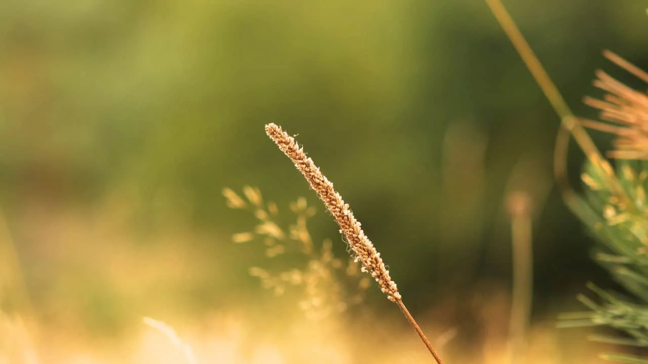 Winter Weeds to Spot First&mdash;What Most Gardeners Miss 7