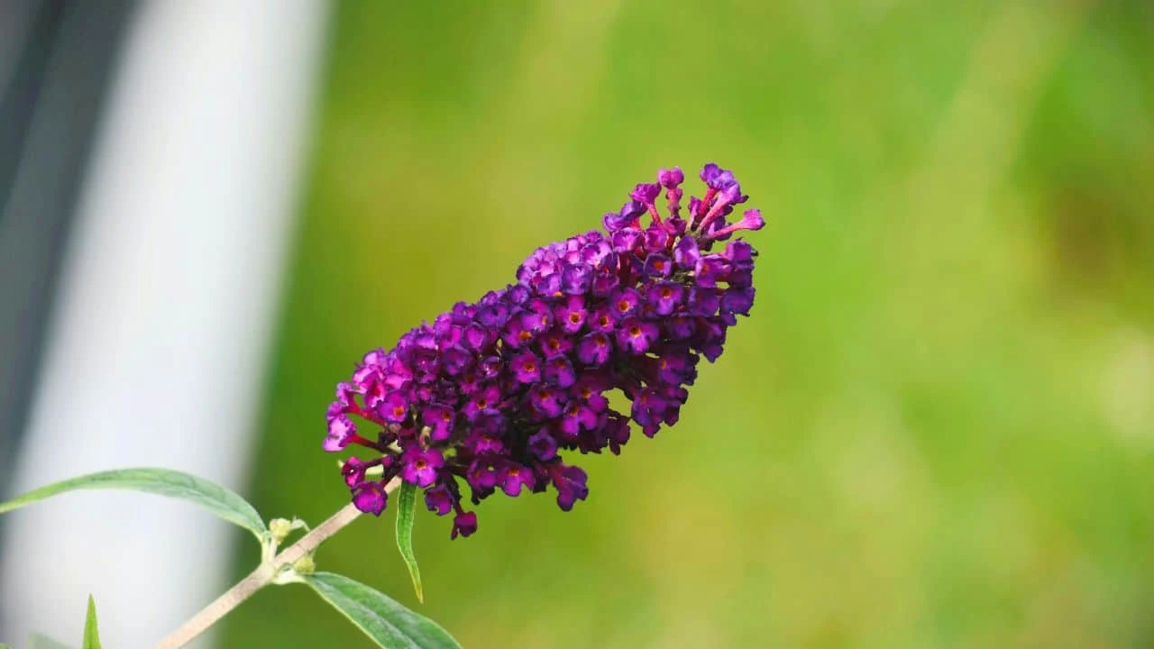 10 Shrubs You Can Prune Safely in February 3