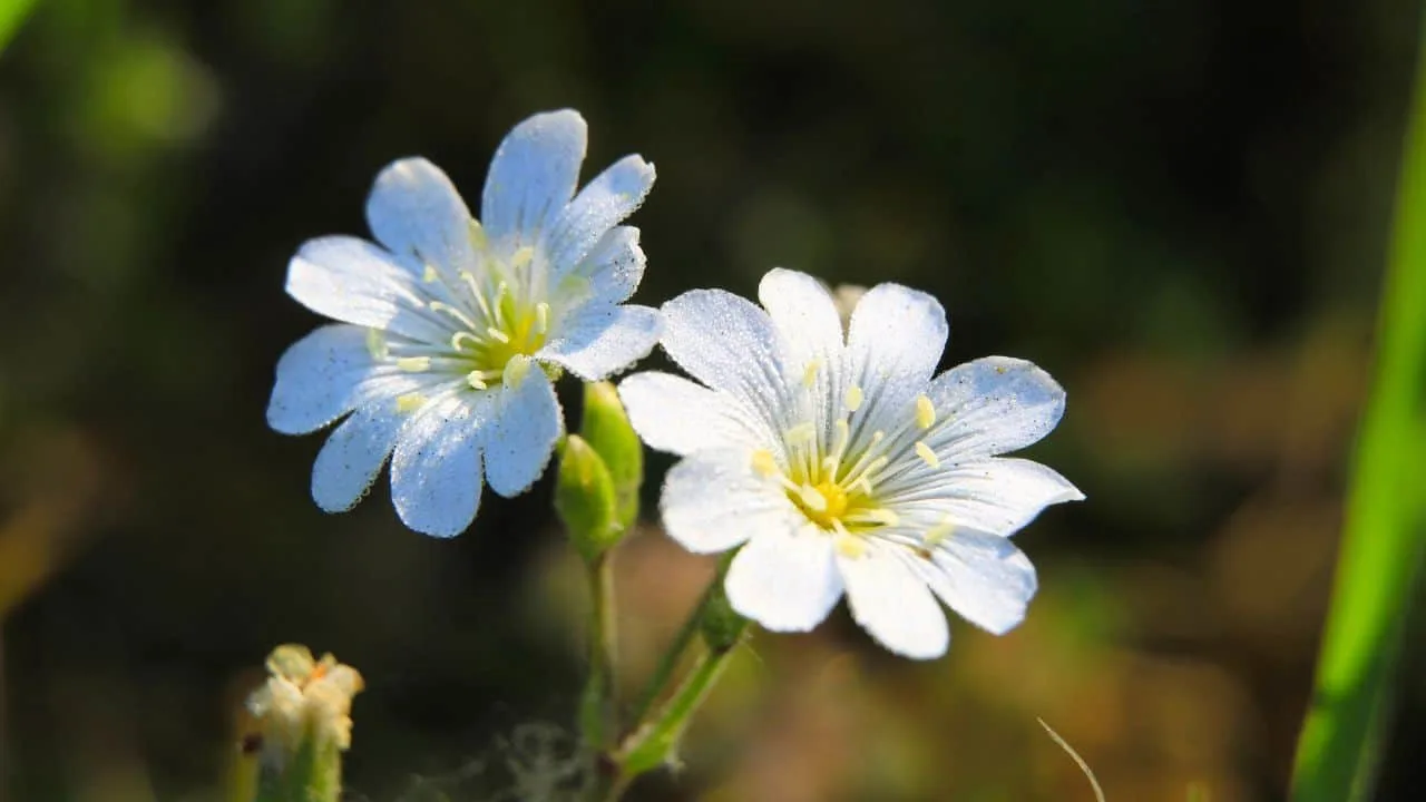 Winter Weeds to Spot First&mdash;What Most Gardeners Miss 1