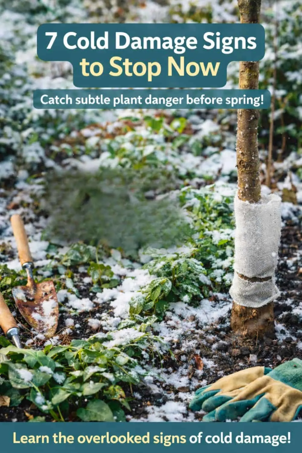 7 Cold Damage Signs to Check Now 3