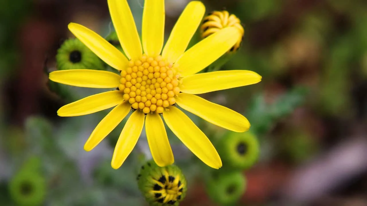 Winter Weeds to Spot First&mdash;What Most Gardeners Miss 5