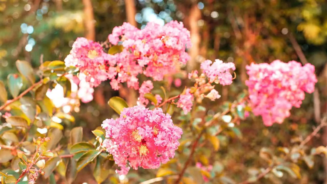 10 Shrubs You Can Prune Safely in February 9