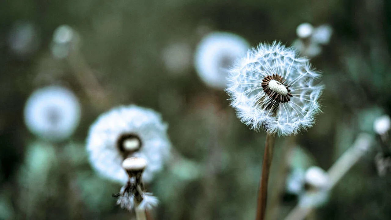 Winter Weeds to Spot First&mdash;What Most Gardeners Miss 6