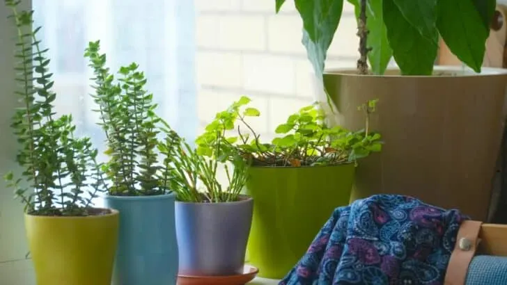 11 February Houseplant Mistakes &mdash; What Most People Miss
