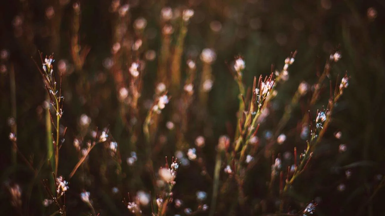 Winter Weeds to Spot First&mdash;What Most Gardeners Miss 4
