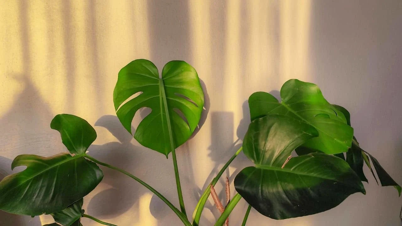 11 February Houseplant Mistakes &mdash; What Most People Miss 3