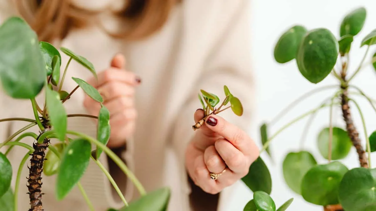 11 February Houseplant Mistakes &mdash; What Most People Miss 5
