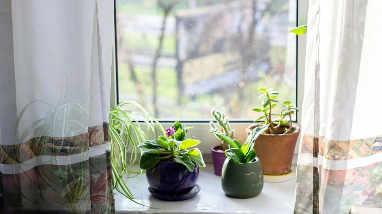 11 February Houseplant Mistakes &mdash; What Most People Miss 2