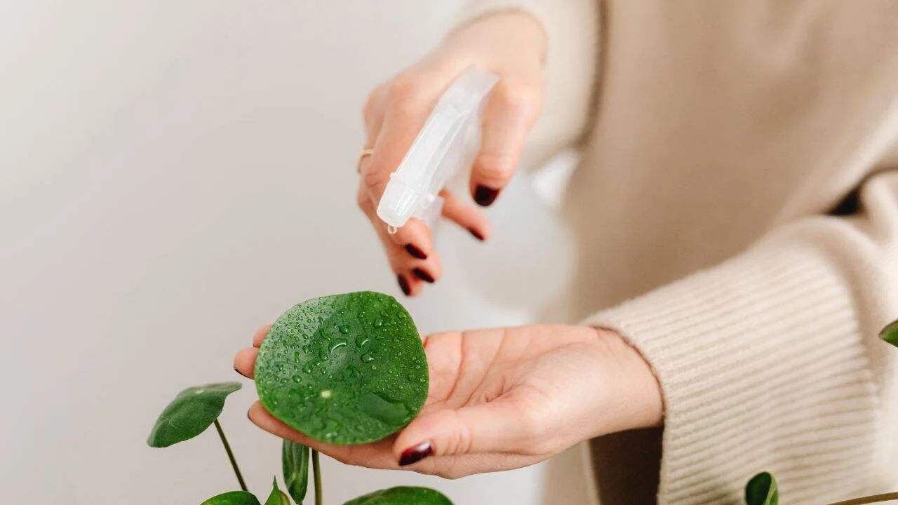 11 February Houseplant Mistakes &mdash; What Most People Miss 4