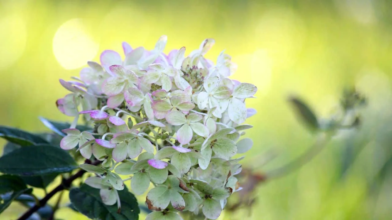 10 Shrubs You Can Prune Safely in February 2