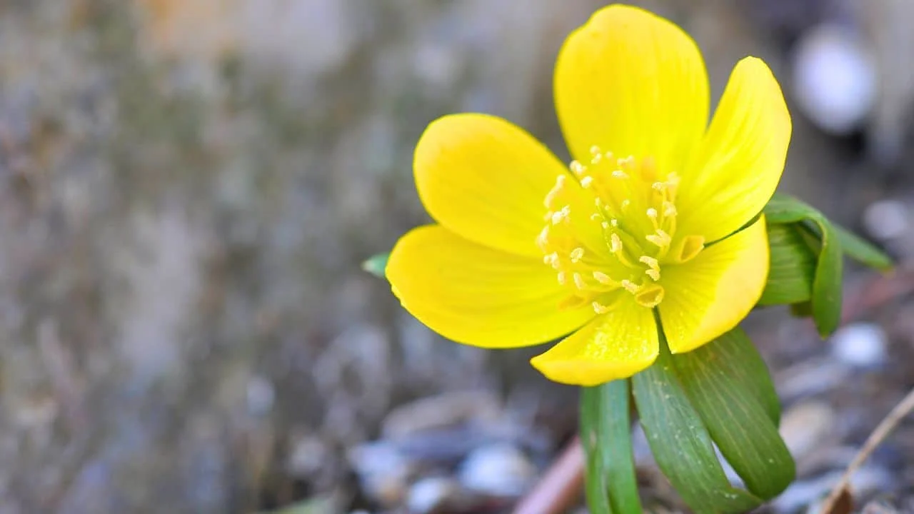 10 Shrubs You Can Prune Safely in February 5