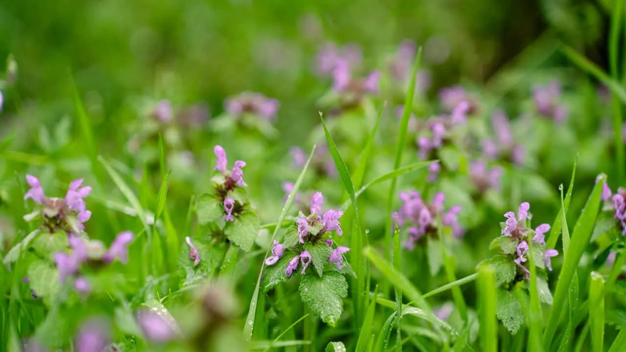Winter Weeds to Spot First&mdash;What Most Gardeners Miss 3