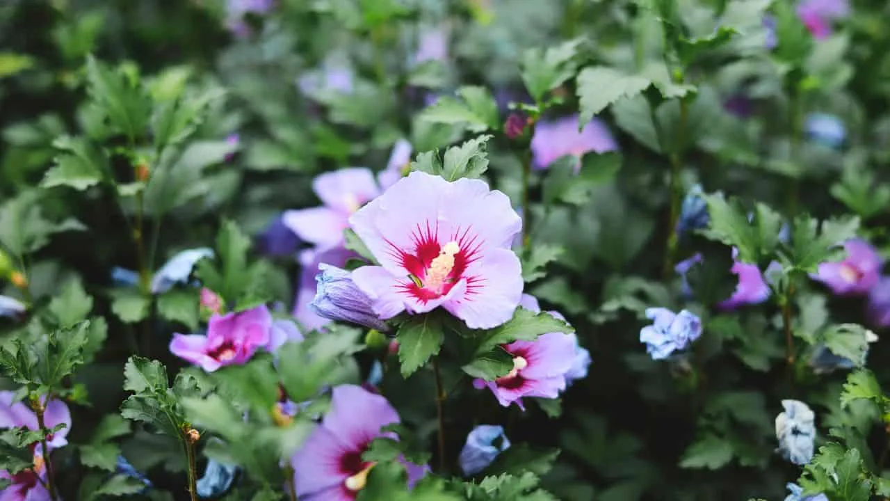 10 Shrubs You Can Prune Safely in February 4