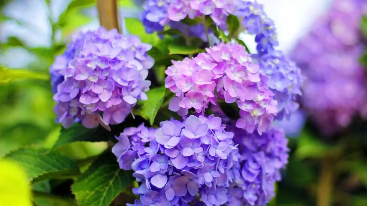 10 Shrubs You Can Prune Safely in February 1