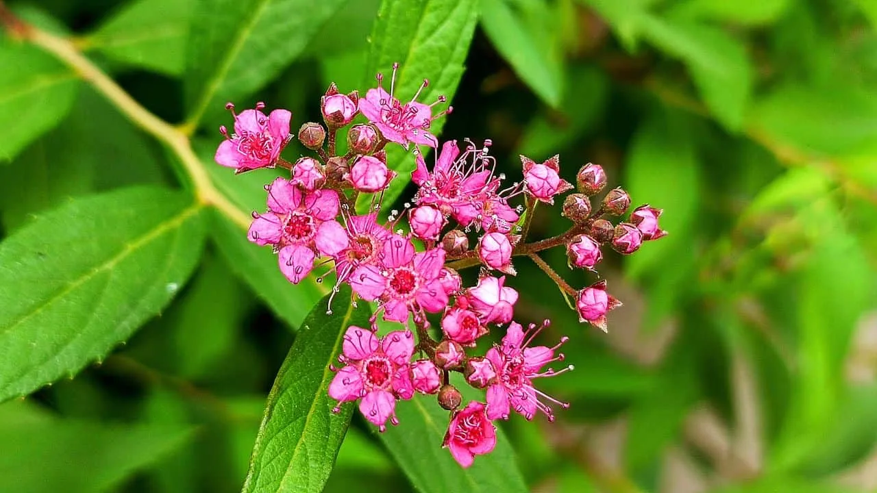 10 Shrubs You Can Prune Safely in February 7