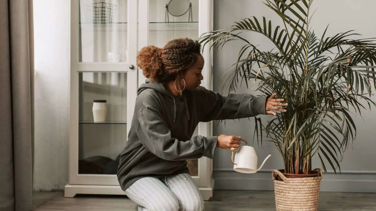 11 February Houseplant Mistakes &mdash; What Most People Miss 1