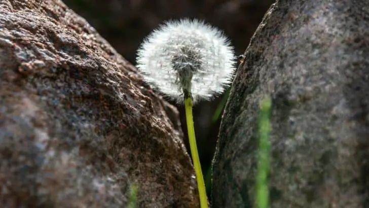Winter Weeds to Spot First&mdash;What Most Gardeners Miss